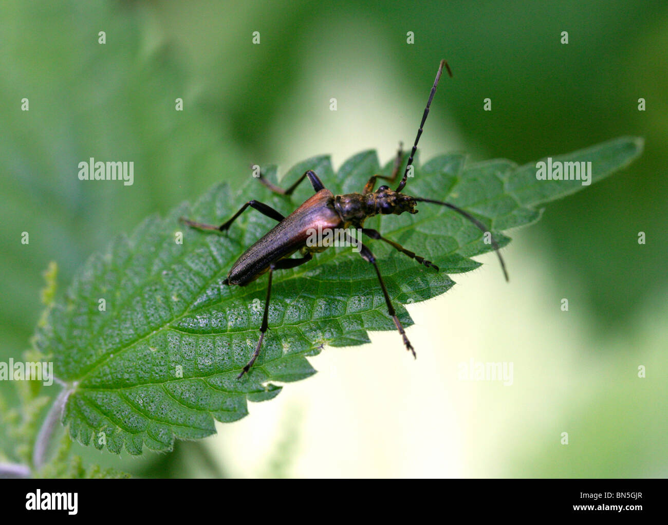 Long-horned Beetle, Stenurella melanura, Lepturinae, Cerambycidae, Coleoptera. Syn. Leptura melanura and Strangalia melanura. Stock Photo