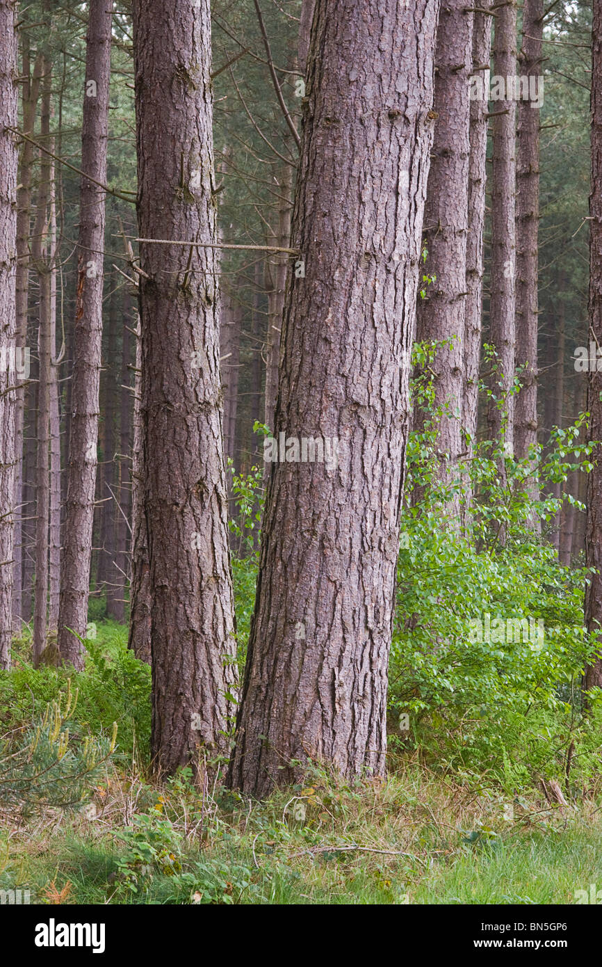 Scots Pine growing in mixed woodland in Nottinghamshire. Stock Photo
