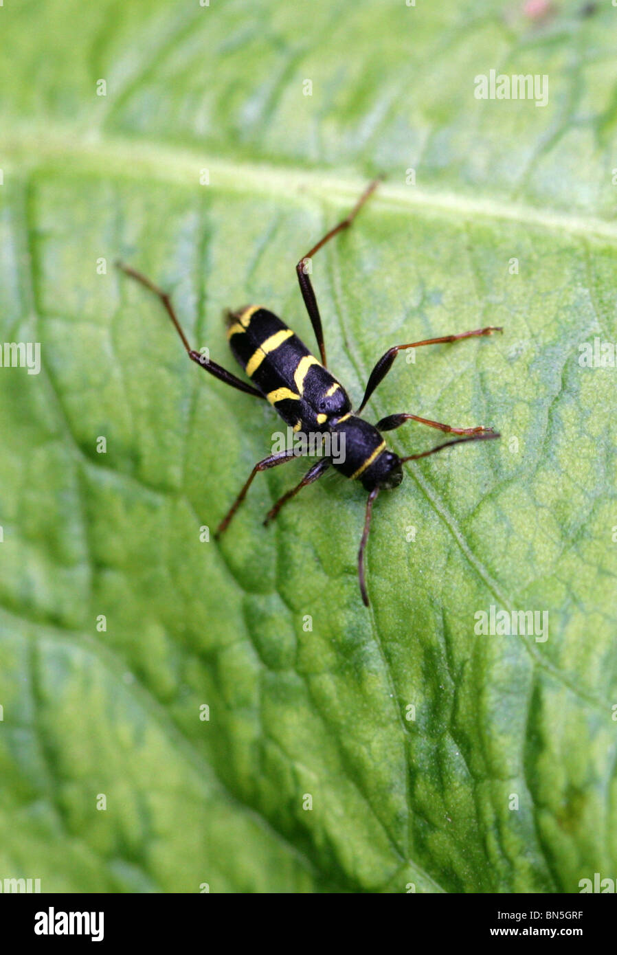 Wasp Beetle, Clytus arietis, Cerambycidae, Chrysomeloidea, Coleoptera Stock Photo