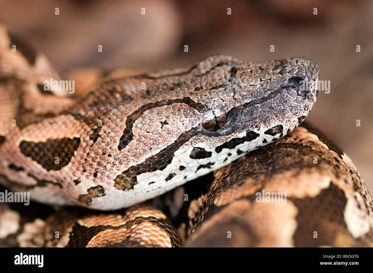 Dumerils Boa Madagascar ground boa Stock Photo - Alamy