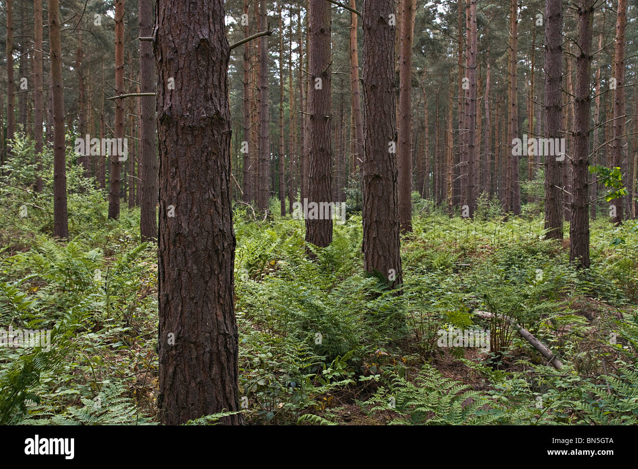 Scots Pine growing in mixed woodland in Nottinghamshire Stock Photo