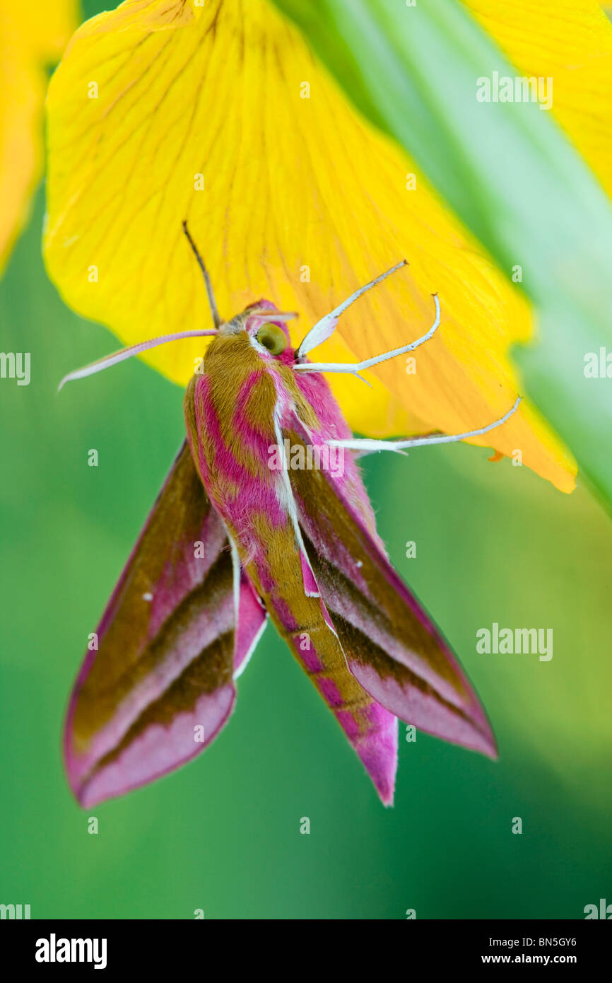 Elephant Hawk Moth; Dielephila elpenor; on iris Stock Photo