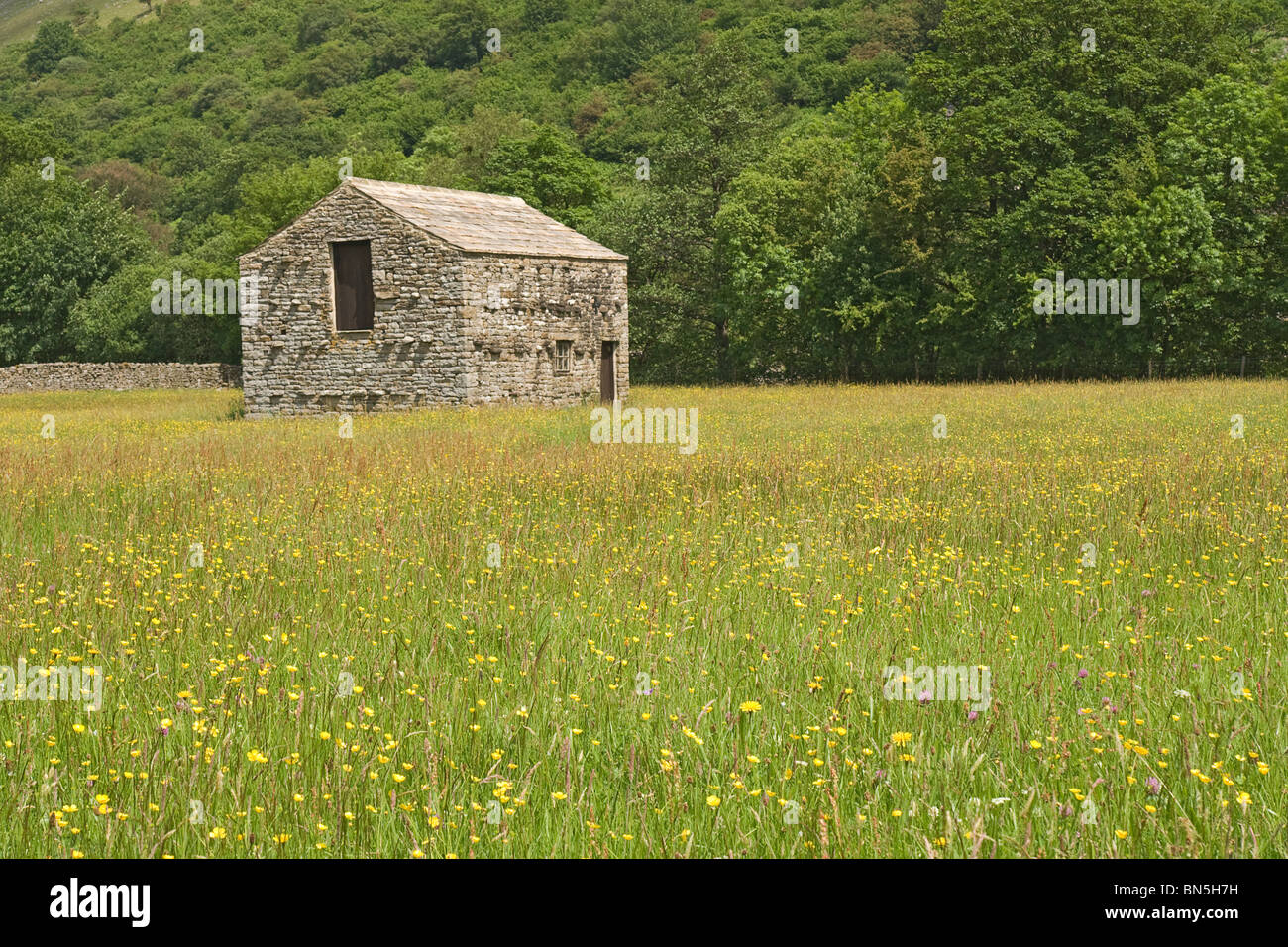 Flower meadow with field barn in Upper Swaledale, Yorkshire Dales National Park. Stock Photo