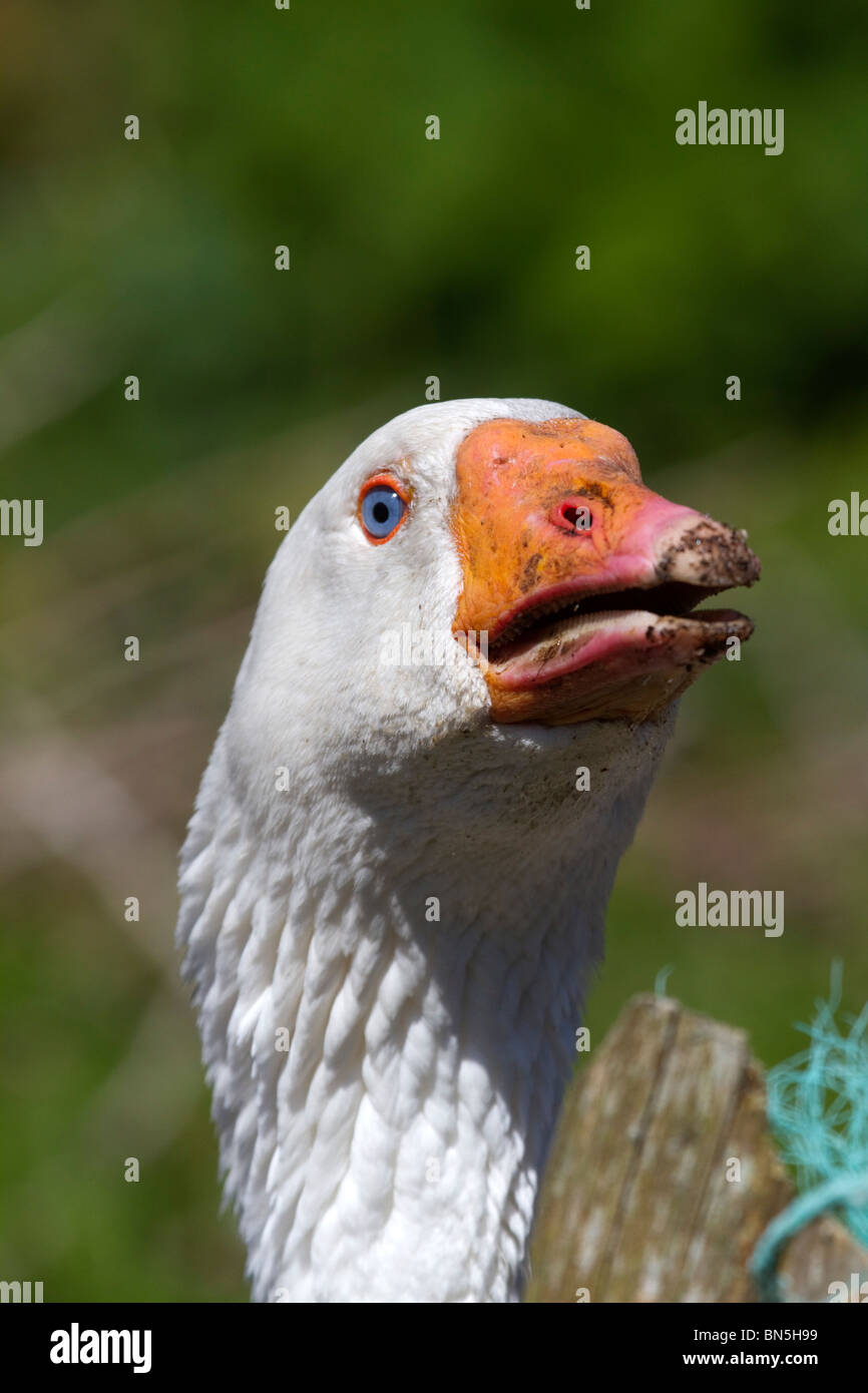 Goose; farm yard; Cornwall Stock Photo