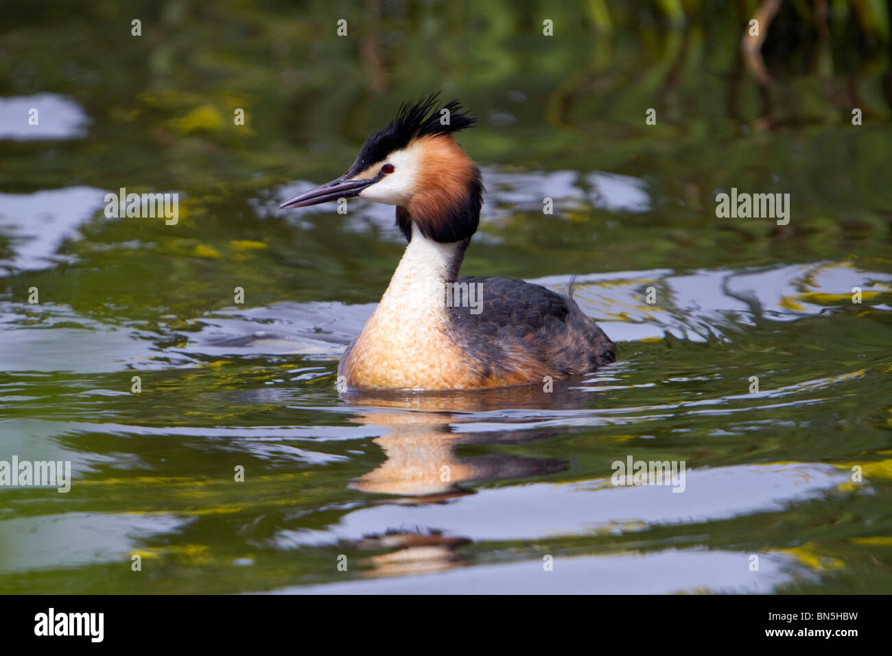Great Crested Grebe; Podiceps cristatus; on water Stock Photo