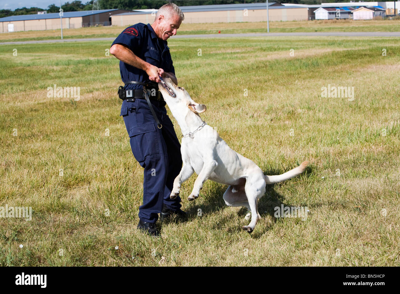 Corrections officer dog handler is playing tugofwar with his k9
