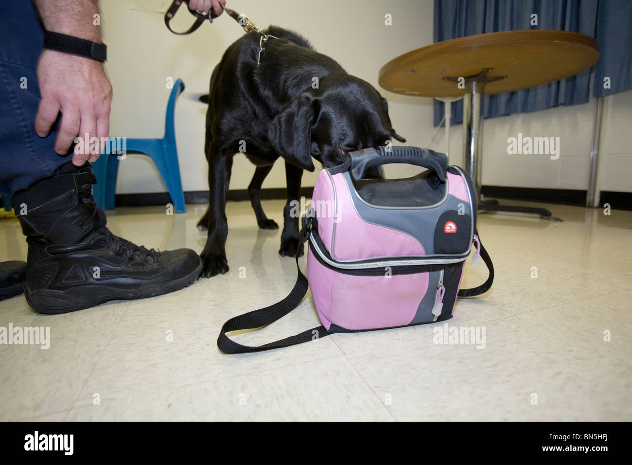 Dog from K-9 unit sniffs lunch bag belonging to staff member at the Nebraska State Penitentiary in an effort to keep drugs out. Stock Photo