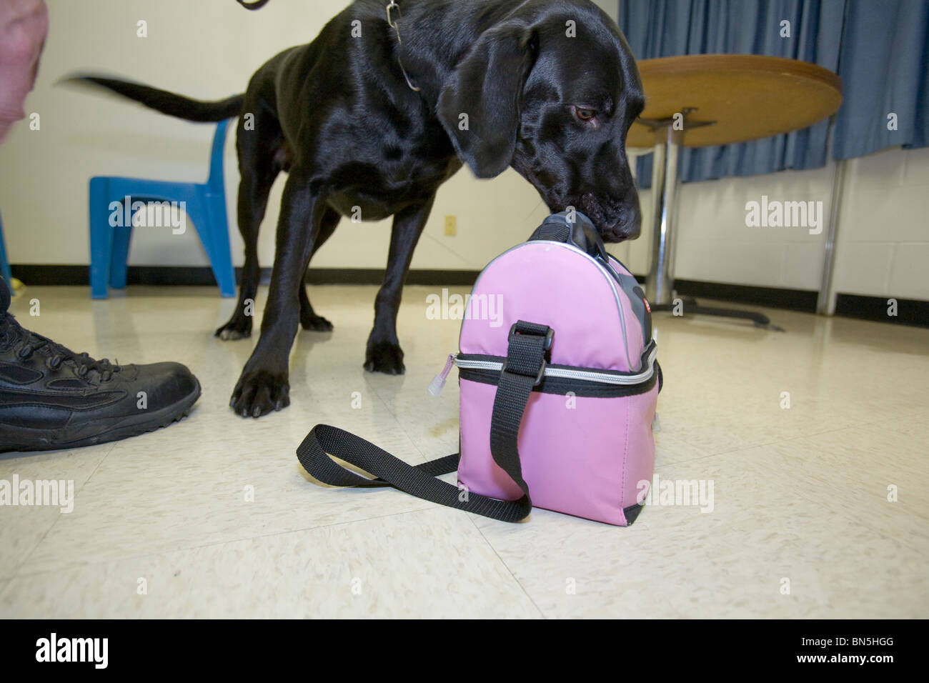 Dog from K-9 unit sniffs lunch bag belonging to staff member at the Nebraska State Penitentiary in an effort to keep drugs out. Stock Photo