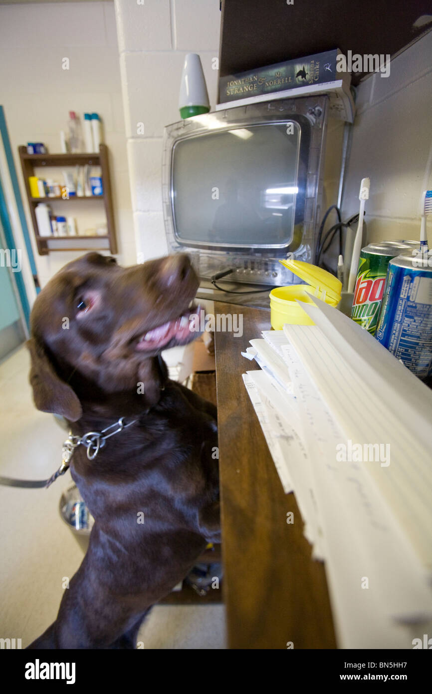 Dog in cell inside Nebraska State Penitentiary. Dogs are ran through