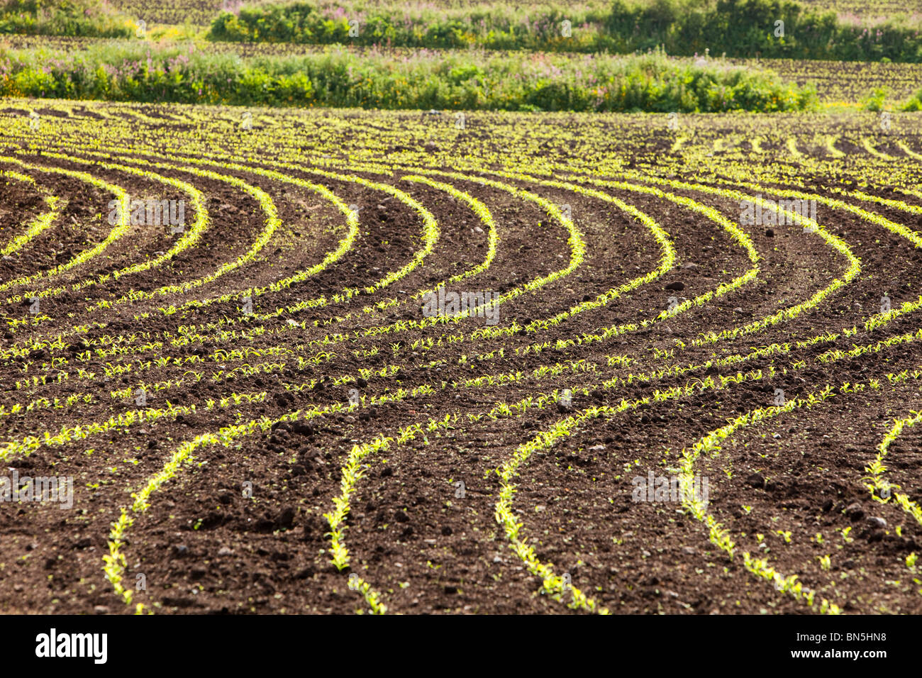 Maize crops planted in a wavy line in a field near Zennor in Cornwall, UK. Stock Photo