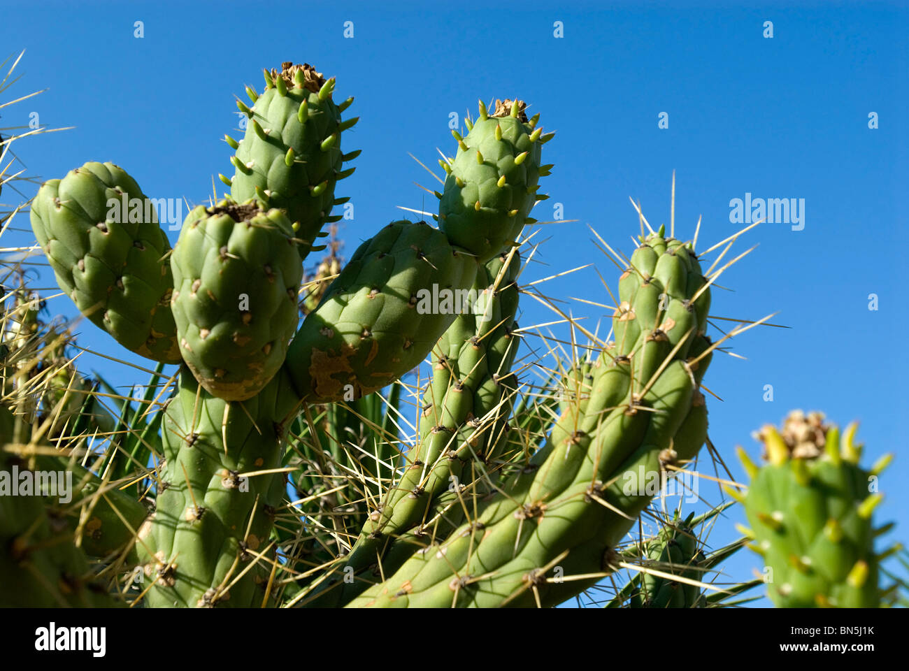 Cactus plant, Ibiza, Balearics, Spain Stock Photo