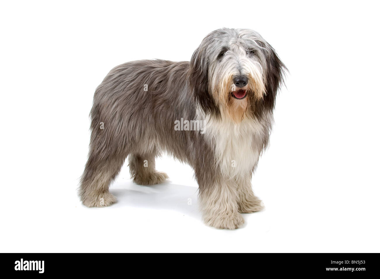 Bearded collie also known as Highland collie, Mountain collie isolated on a white background Stock Photo