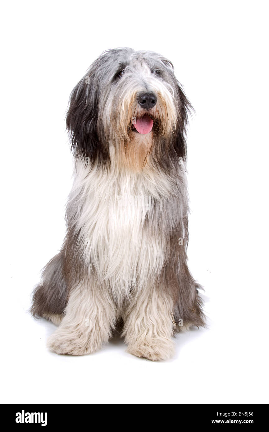 Bearded collie also known as Highland collie, Mountain collie isolated on a white background Stock Photo