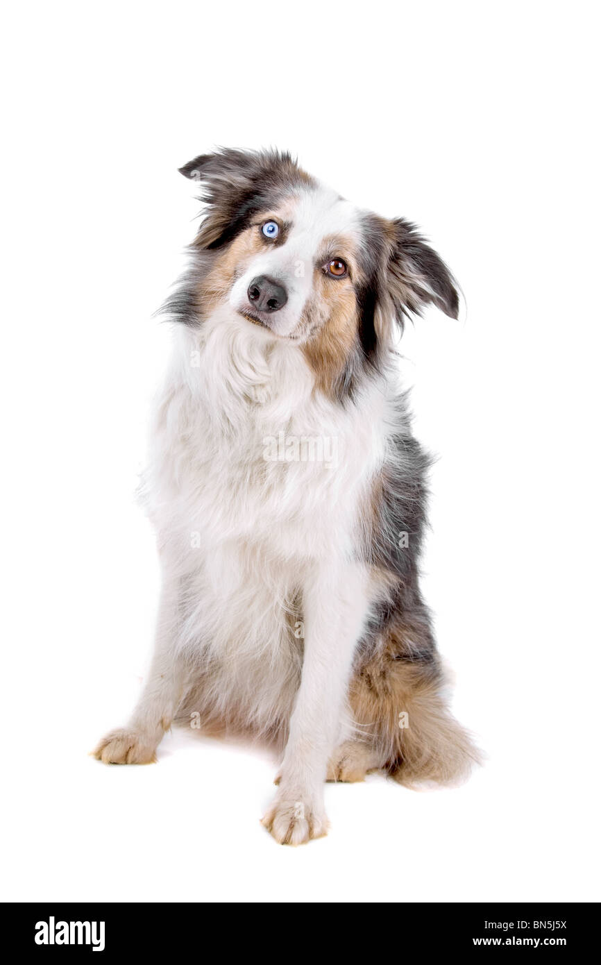 Border collie sheepdog isolated on a white background Stock Photo