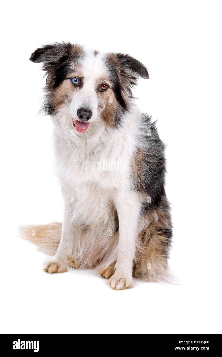 Border collie sheepdog isolated on a white background Stock Photo