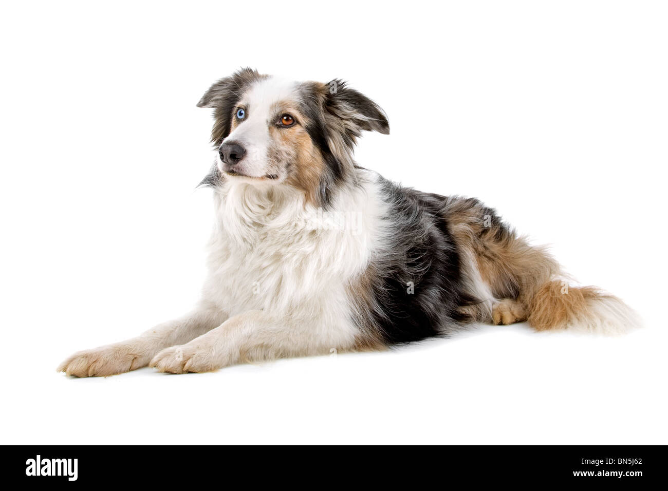 Border collie sheepdog isolated on a white background Stock Photo