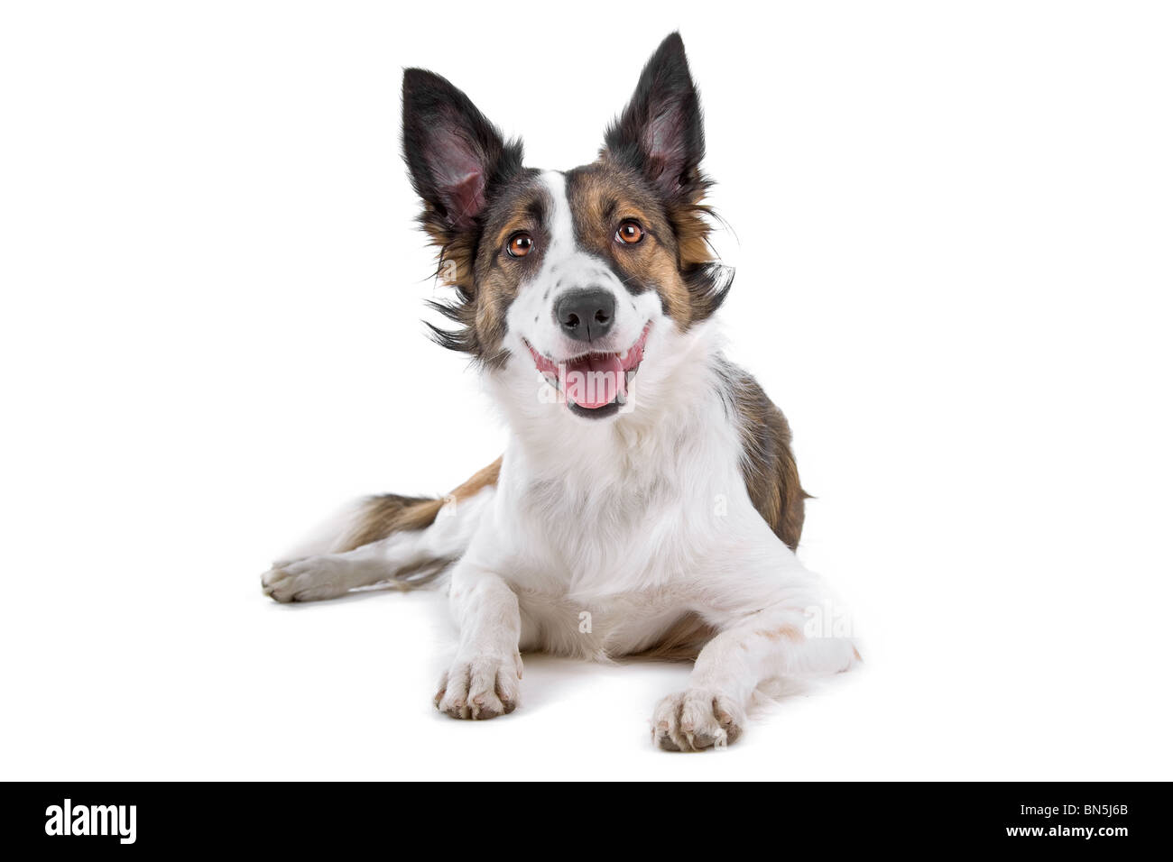 Border collie sheepdog isolated on a white background Stock Photo