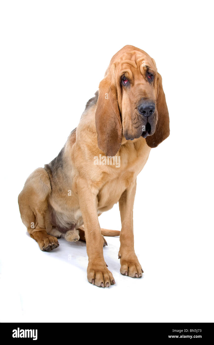 Bloodhound Also Known As St Hubert Hound And Sleuth Hound Isolated Stock Photo Alamy
