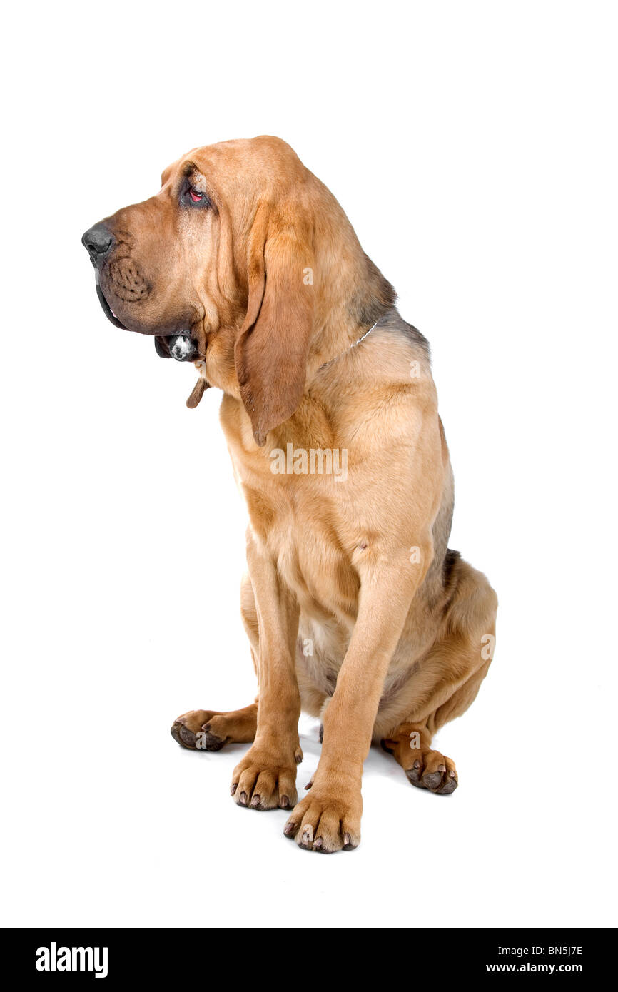 bloodhound ,also known as St. Hubert hound and Sleuth Hound isolated on