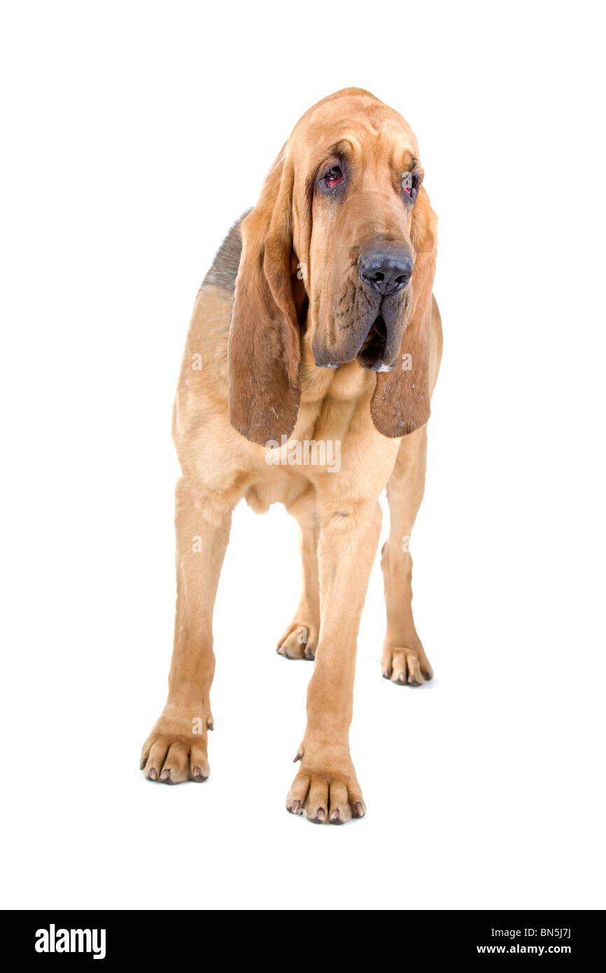 bloodhound ,also known as St. Hubert hound and Sleuth Hound isolated on
