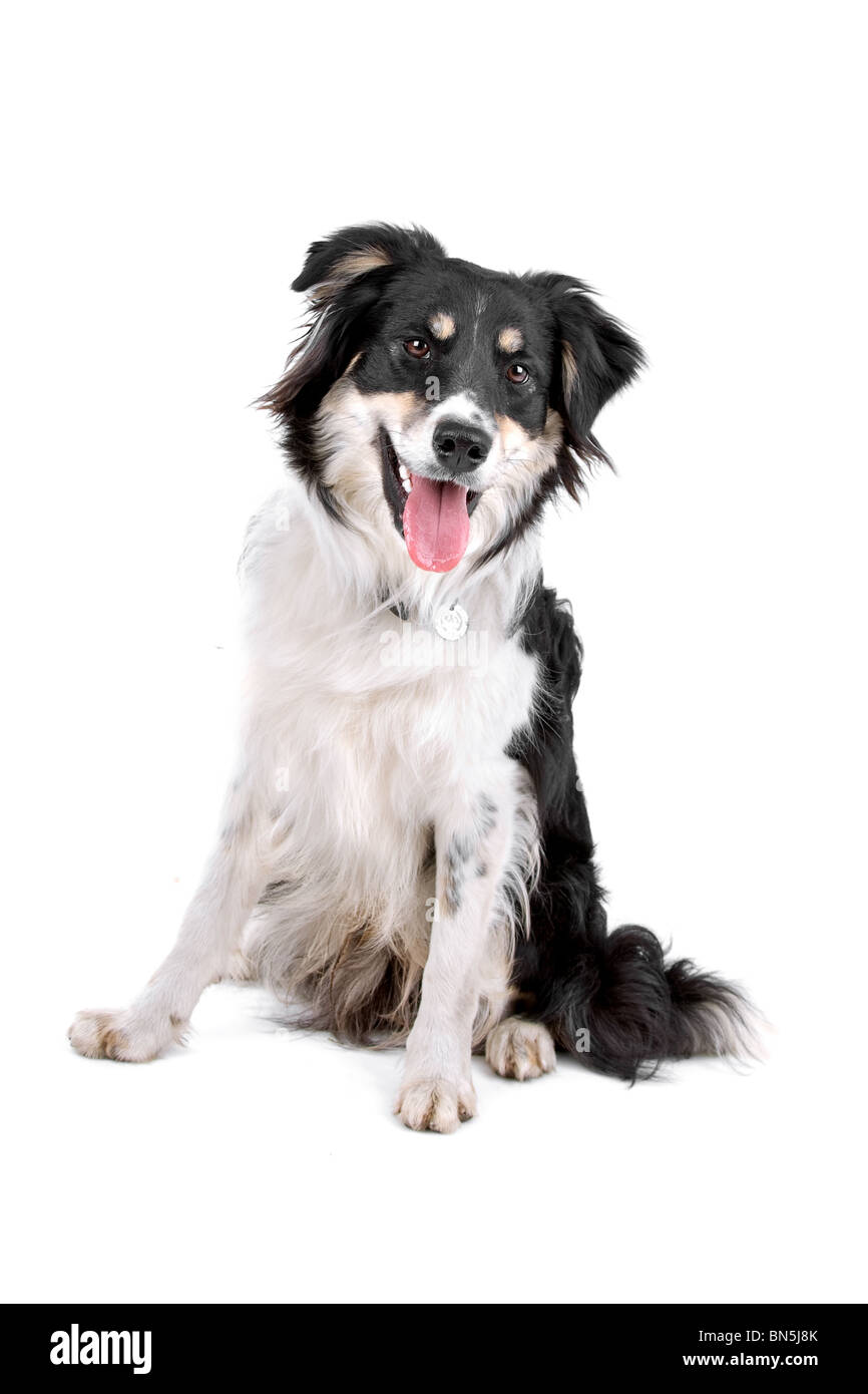 Border collie sheepdog isolated on a white background Stock Photo