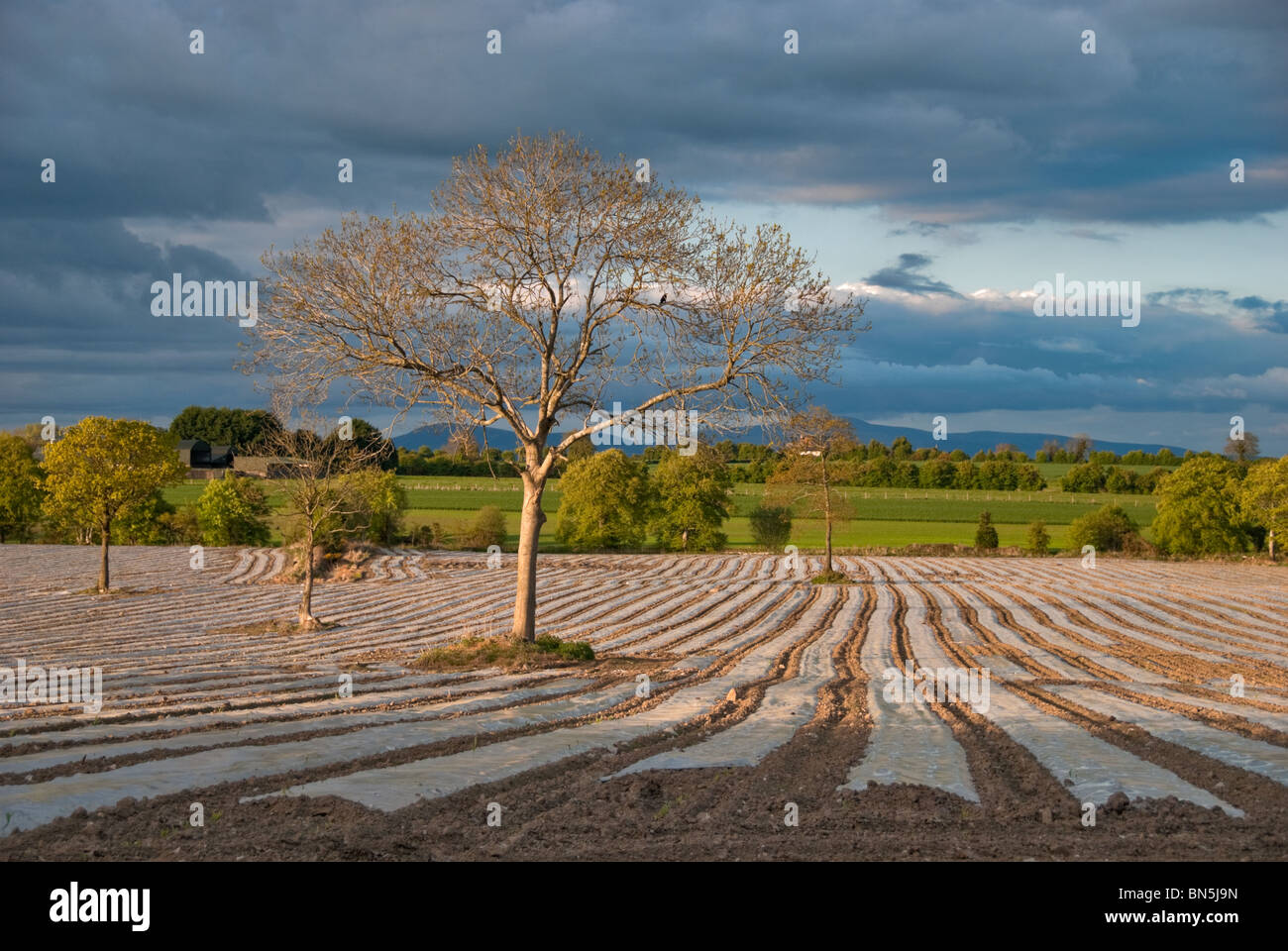 A newly planted field of maize crop. Stock Photo