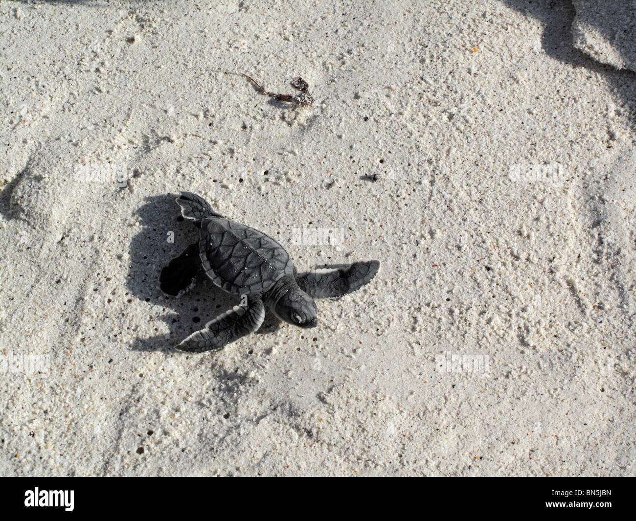 Galapagos Green Turtle hatchling on sand Stock Photo
