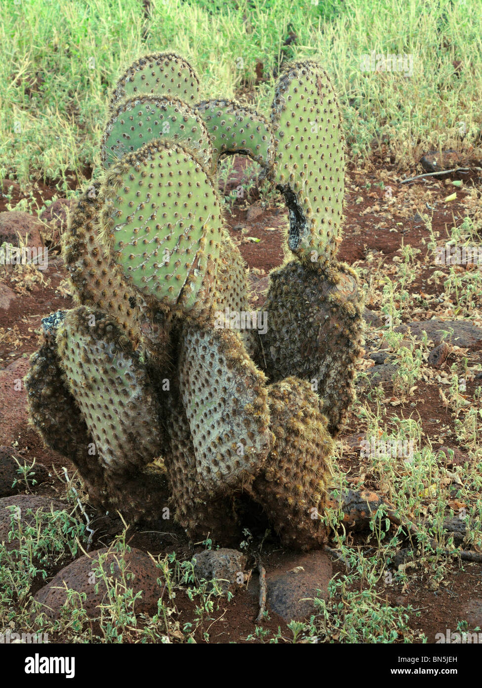 Giant Prickly Pear Cactus, Opuntia echios zanana Stock Photo