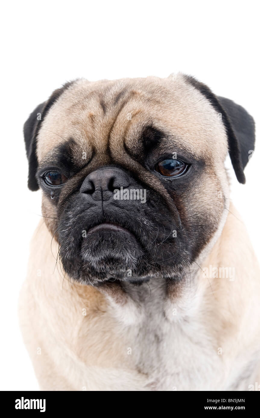 Cute pug cheap face
