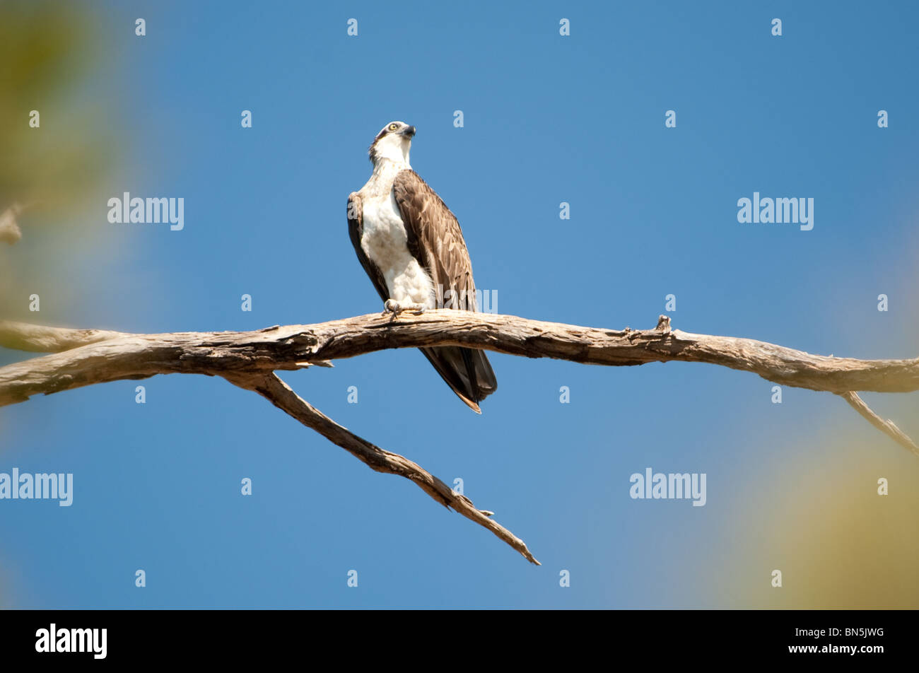 'Alert' - Osprey, Pandion haliaetus, are extremely vigilant birds especially during the nesting season. Stock Photo