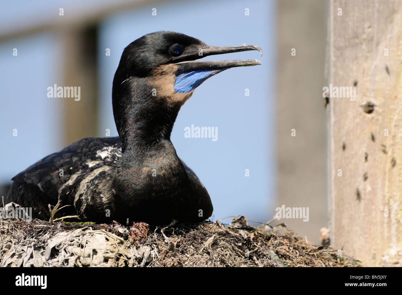 Stock photo of a brandt's cormorant sitting on a nest, Elkhorn Slough, California. Stock Photo
