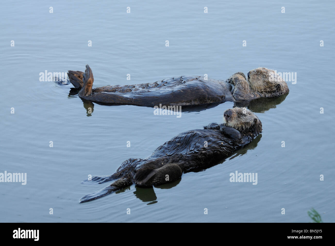 Stock photo of a pair of breeding California sea otters floating together on their backs. Stock Photo