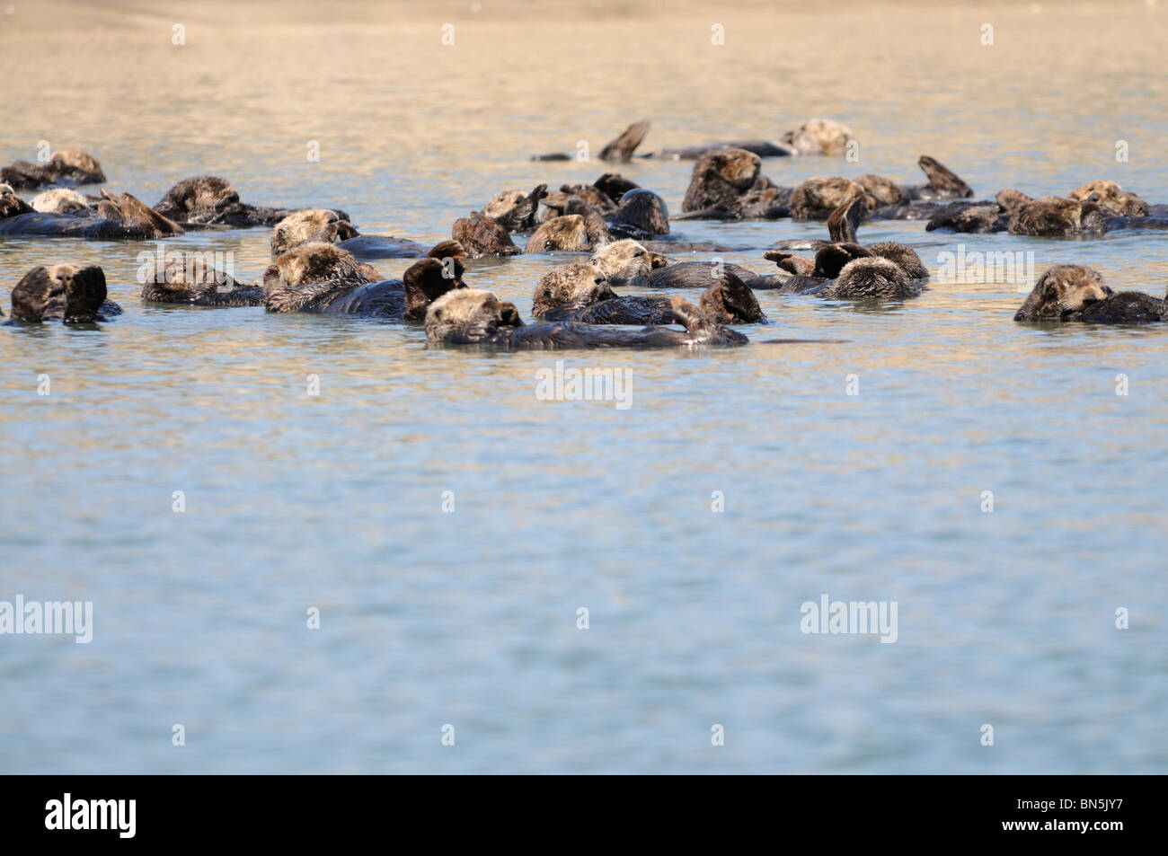Otters raft together hi-res stock photography and images - Alamy