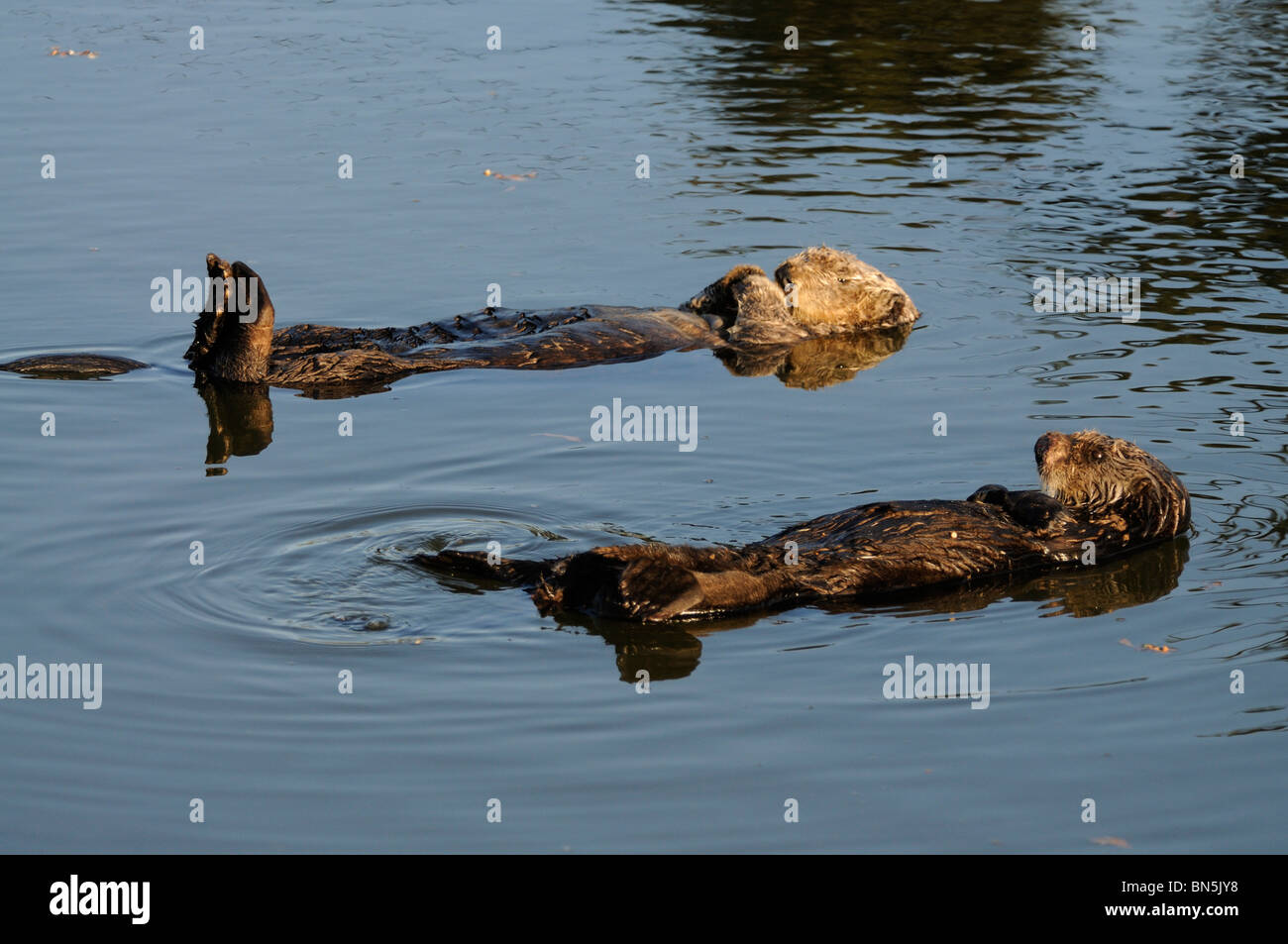 Stock photo of a pair of breeding California sea otters floating together on their backs. Stock Photo
