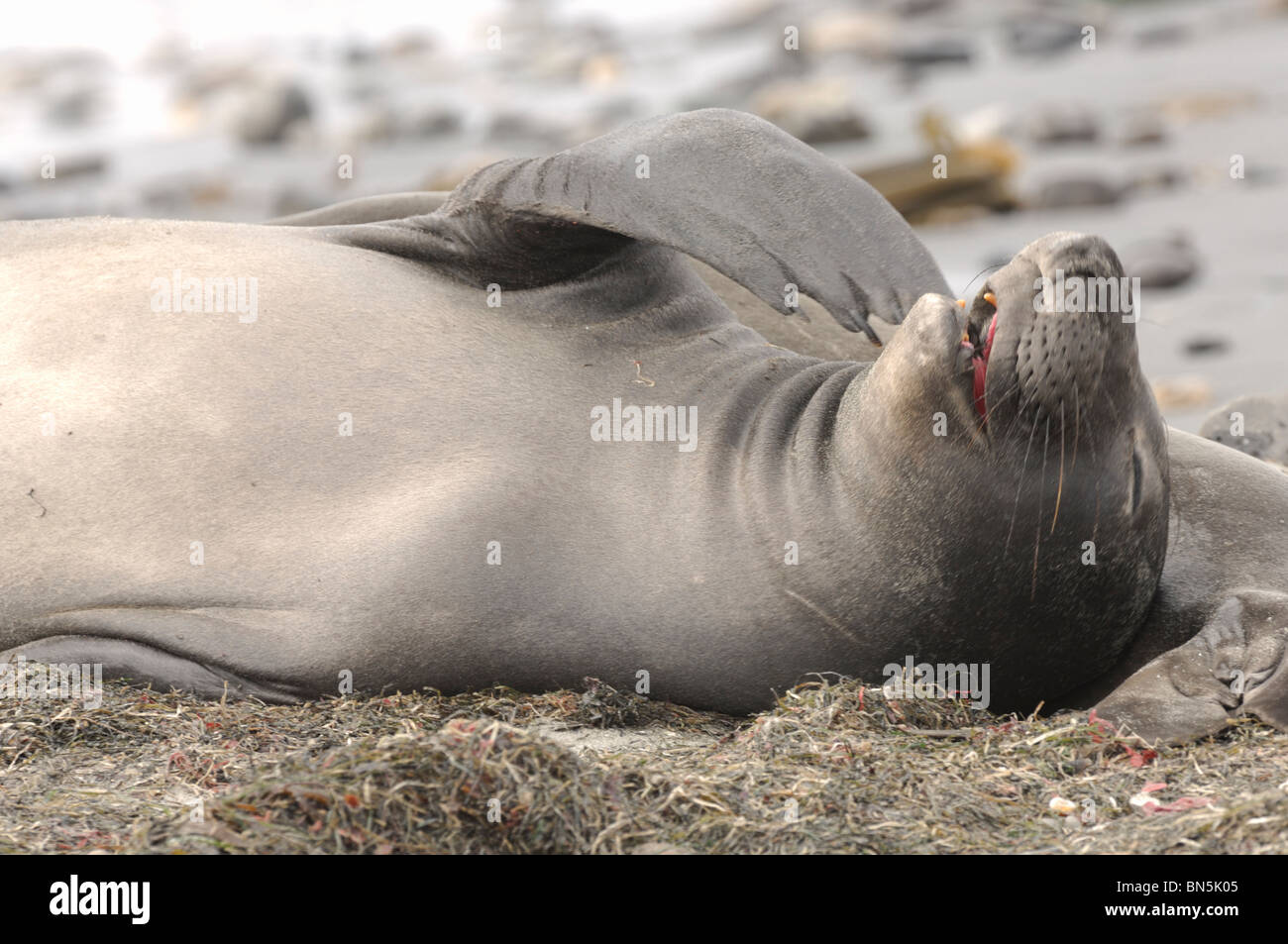 Stock photo of a female northern elephant seal scratching her chin with her flipper, Ano Nuevo Reserve, California. Stock Photo