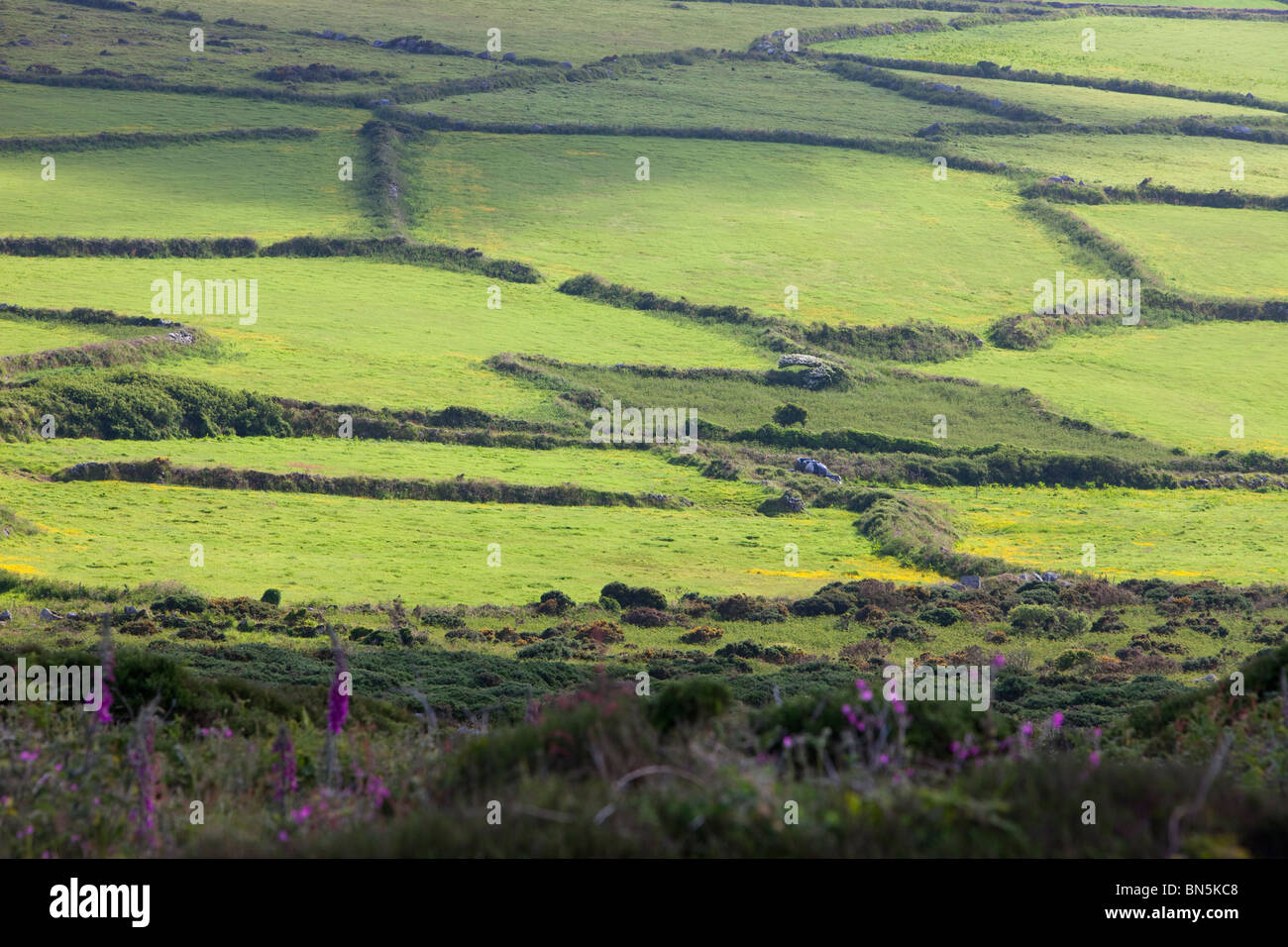 Ancient field boundaries near Bosigran near the Cornwall coast, UK. Stock Photo