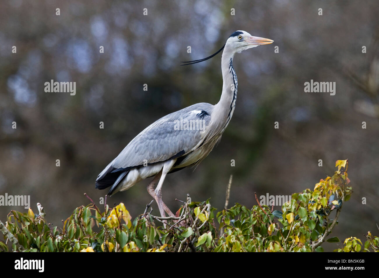 Grey Heron; Ardea cinerea; Stock Photo