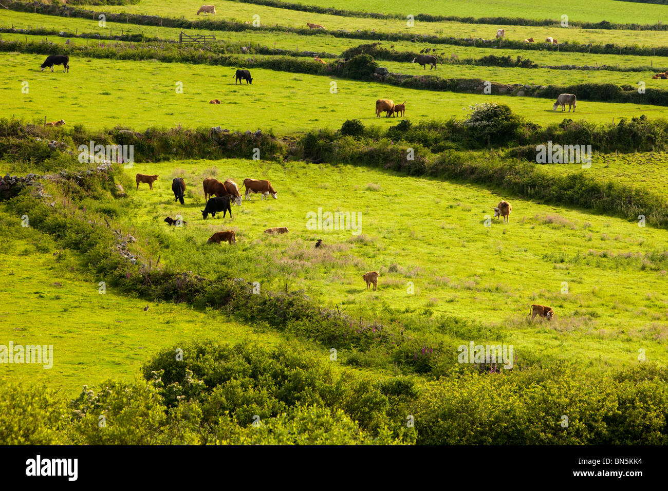 Ancient field boundaries near Zennor, Cornwall, UK. Stock Photo