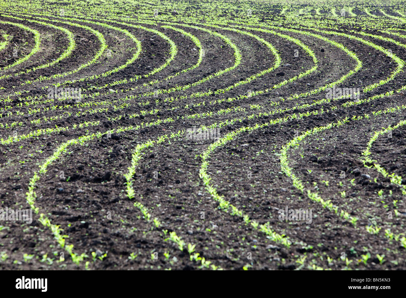 Maize crops planted in a wavy line in a field near Zennor in Cornwall, UK. Stock Photo