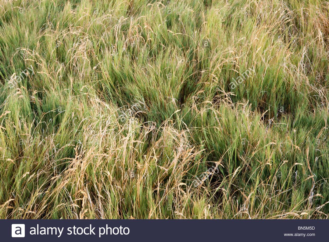 Sage Grass High Resolution Stock Photography and Images Alamy