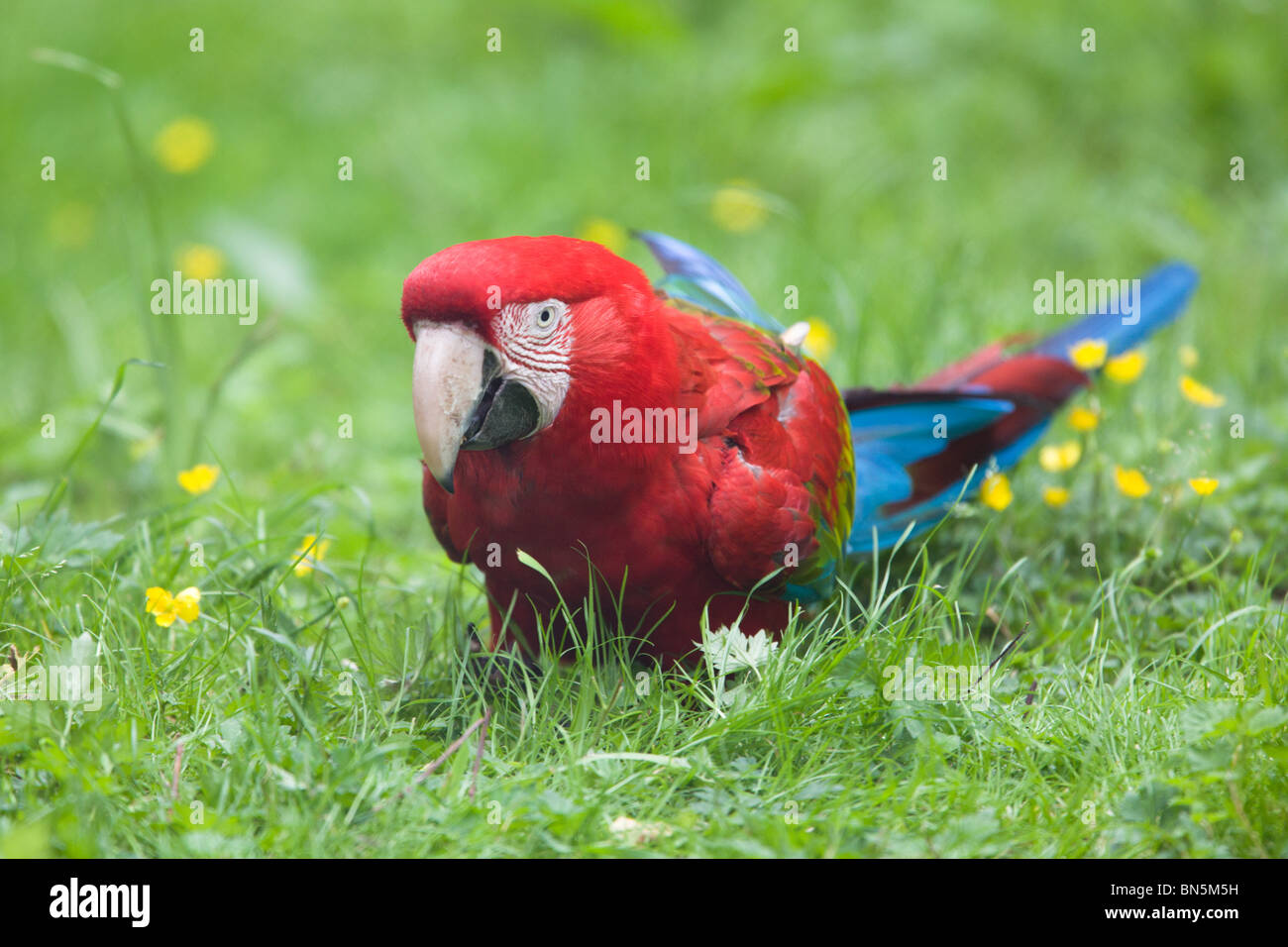 Green-winged macaw - Ara chloroptera also known as Red-and-green Macaw Stock Photo