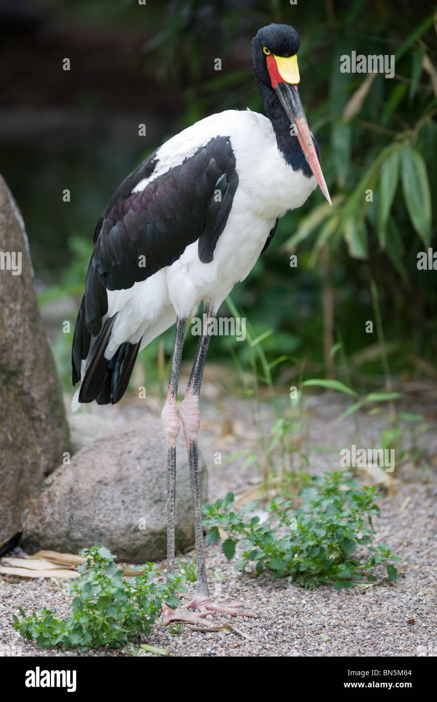Saddle billed Stork - Ephippiorhynchus senegalensis Stock Photo