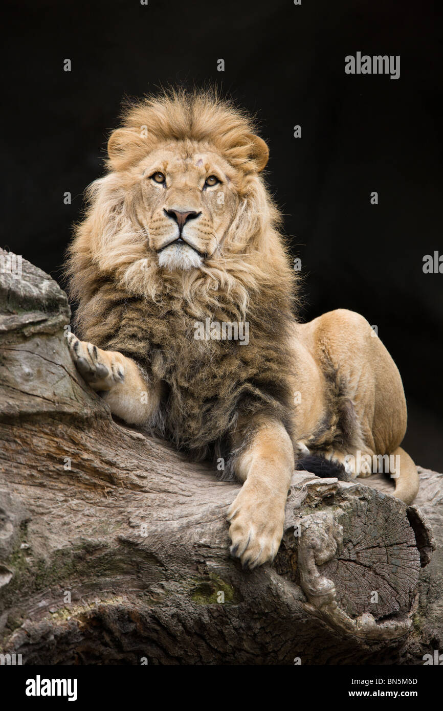 male Lion  sitting on old tree - Panthera leo Stock Photo