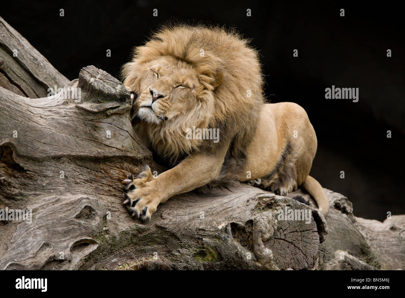 male Lion sharpening his claws - Panthera leo Stock Photo
