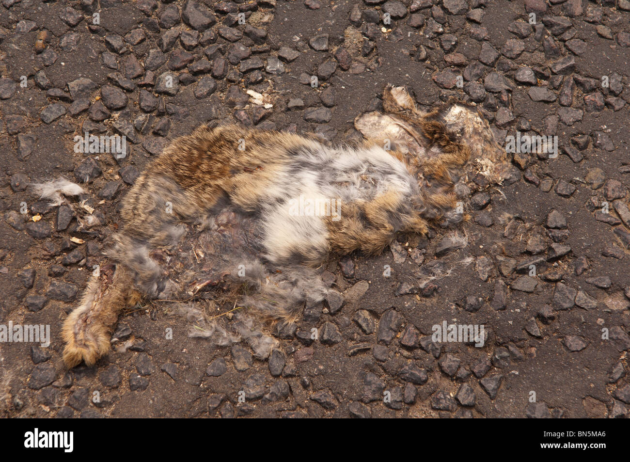 A dead rabbit on the road is the victim of being run over by a car in the Uk Stock Photo