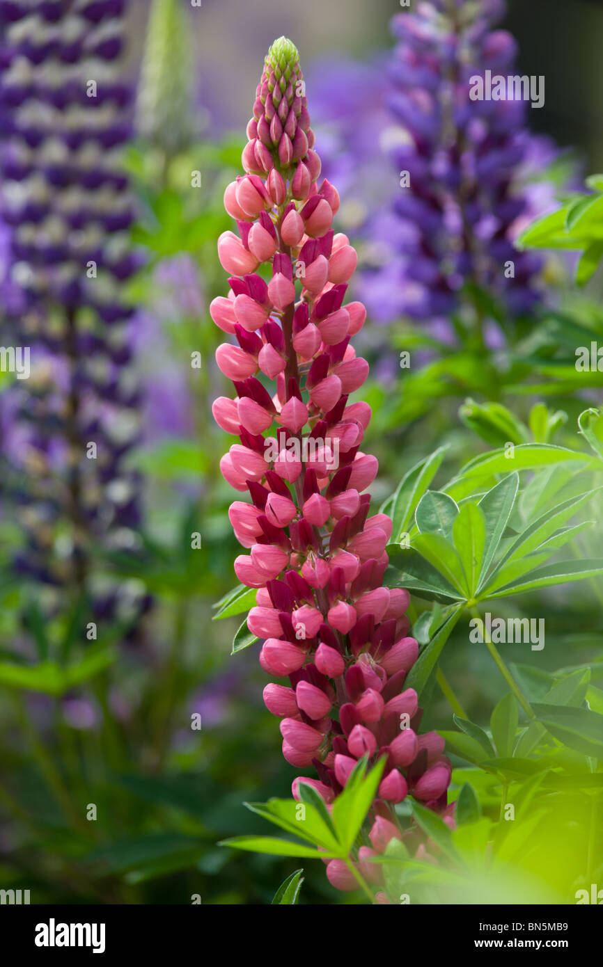 Garden Lupin or large-leaved Lupine - Lupinus polyphyllus Stock Photo