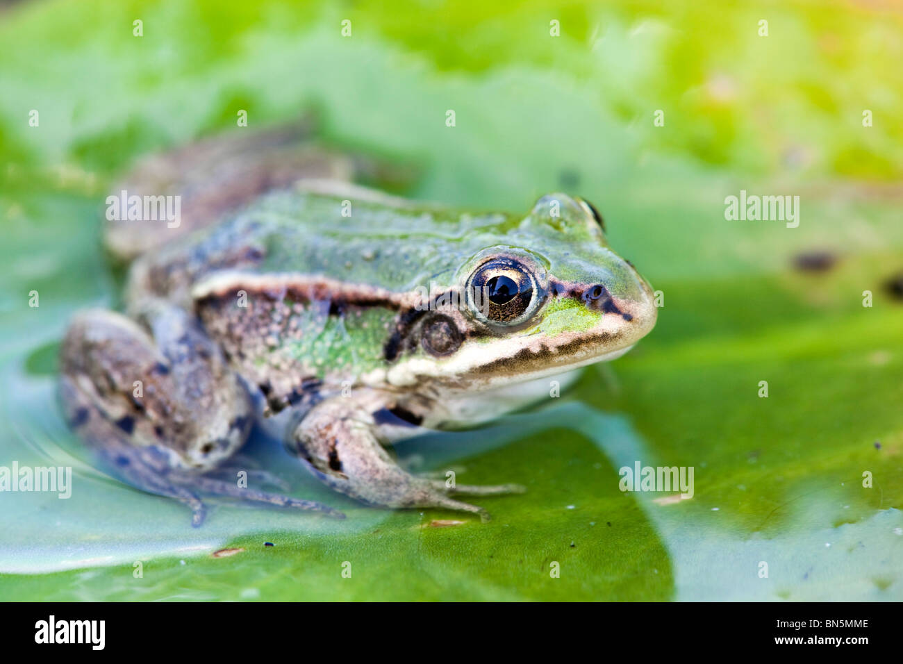 Edible Frog; Rana esculenta; on a lily pad; Texel; Netherlands Stock Photo
