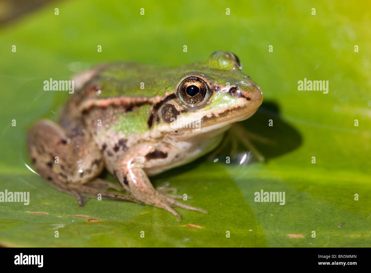 Edible Frog; Rana esculenta; on a lily pad; Texel; Netherlands Stock Photo