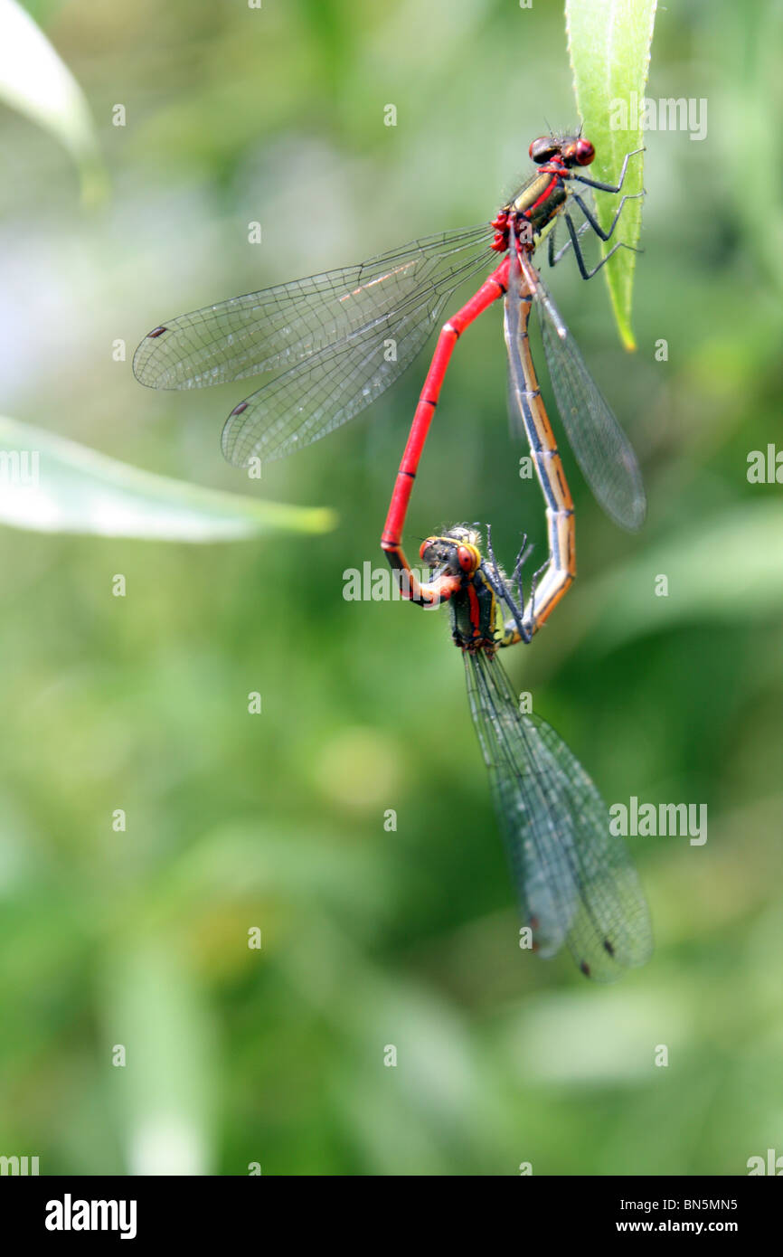 Mating habits hi-res stock photography and images - Alamy Mating habits hi-res stock photography and images - Alamy