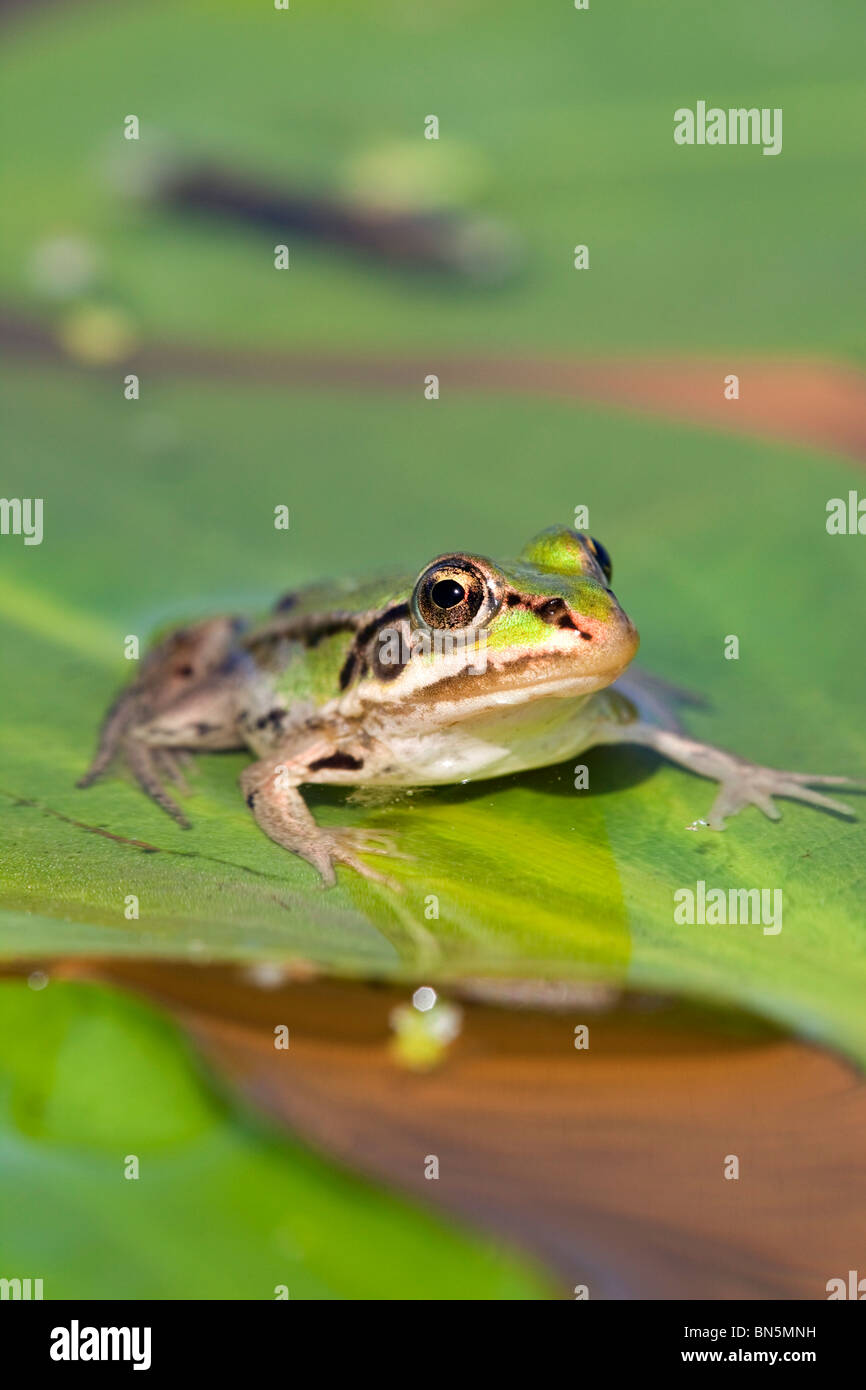 Edible Frog; Rana esculenta; on a lily pad; Texel; Netherlands Stock